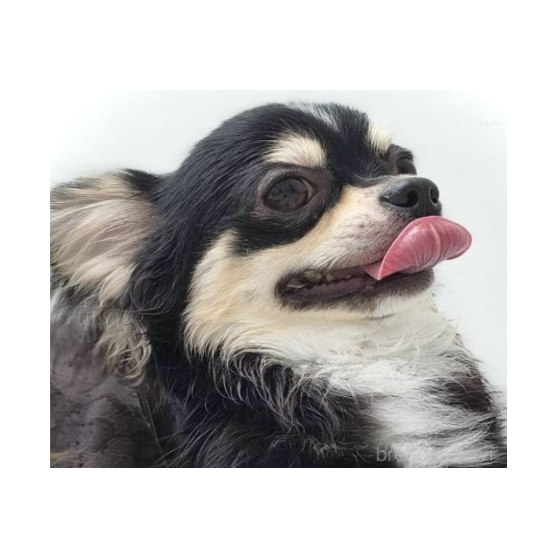 フランツくん1枚目